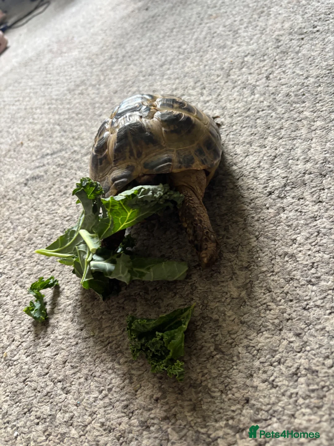 Tortoise reptiles for sale: Horsfield tortoises  - Advert 2