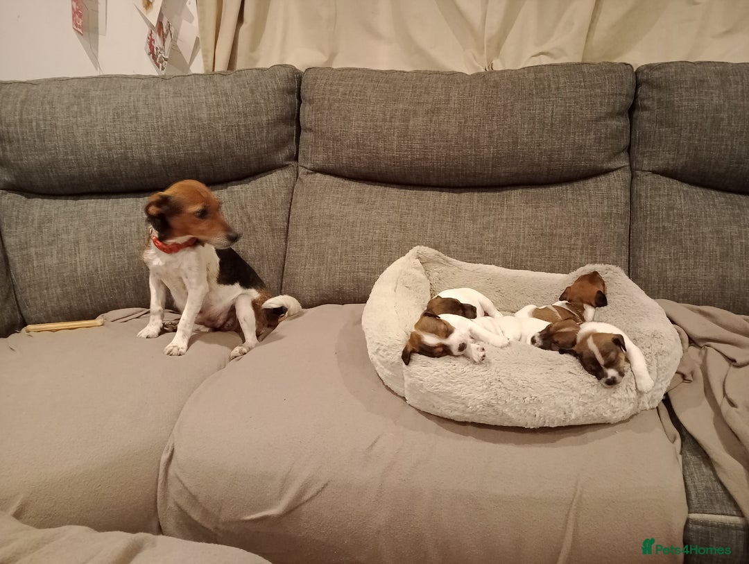 Jack Russell dogs for sale: Jack russell puppies - Advert 6
