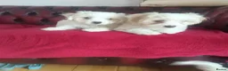 Maltese dogs for sale: 2 female Maltese puppies - Advert 3