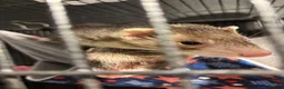 Ferret rodents for sale: 2 female ferrets for sale  in Brighton - Advert 6