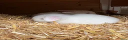 Mini Lop rabbits for sale: Pure white blue eye doe abd buck - Advert 2