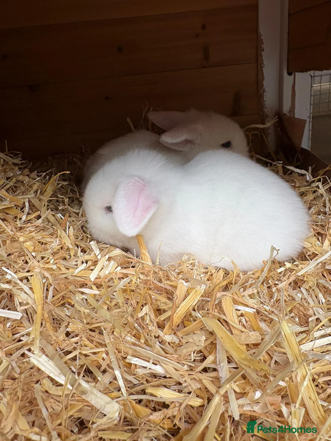 Mini Lop rabbits for sale: Pure white blue eye doe abd buck - Advert 2