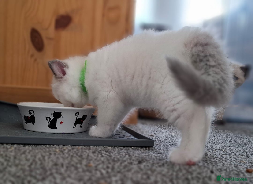 Ragdoll cats for sale: Beautiful Ragdolls 4 boys and 2 girls  - Image 17