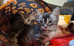 Bengal cats for sale: 🌟 Premium Bengal Tica Kittens – 5★Breeder 🌟 - Image 10