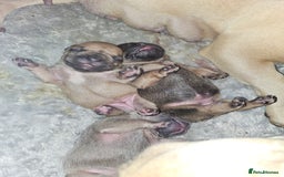 French Bulldog dogs for sale: Gorgeous french bulldogs - Image 11