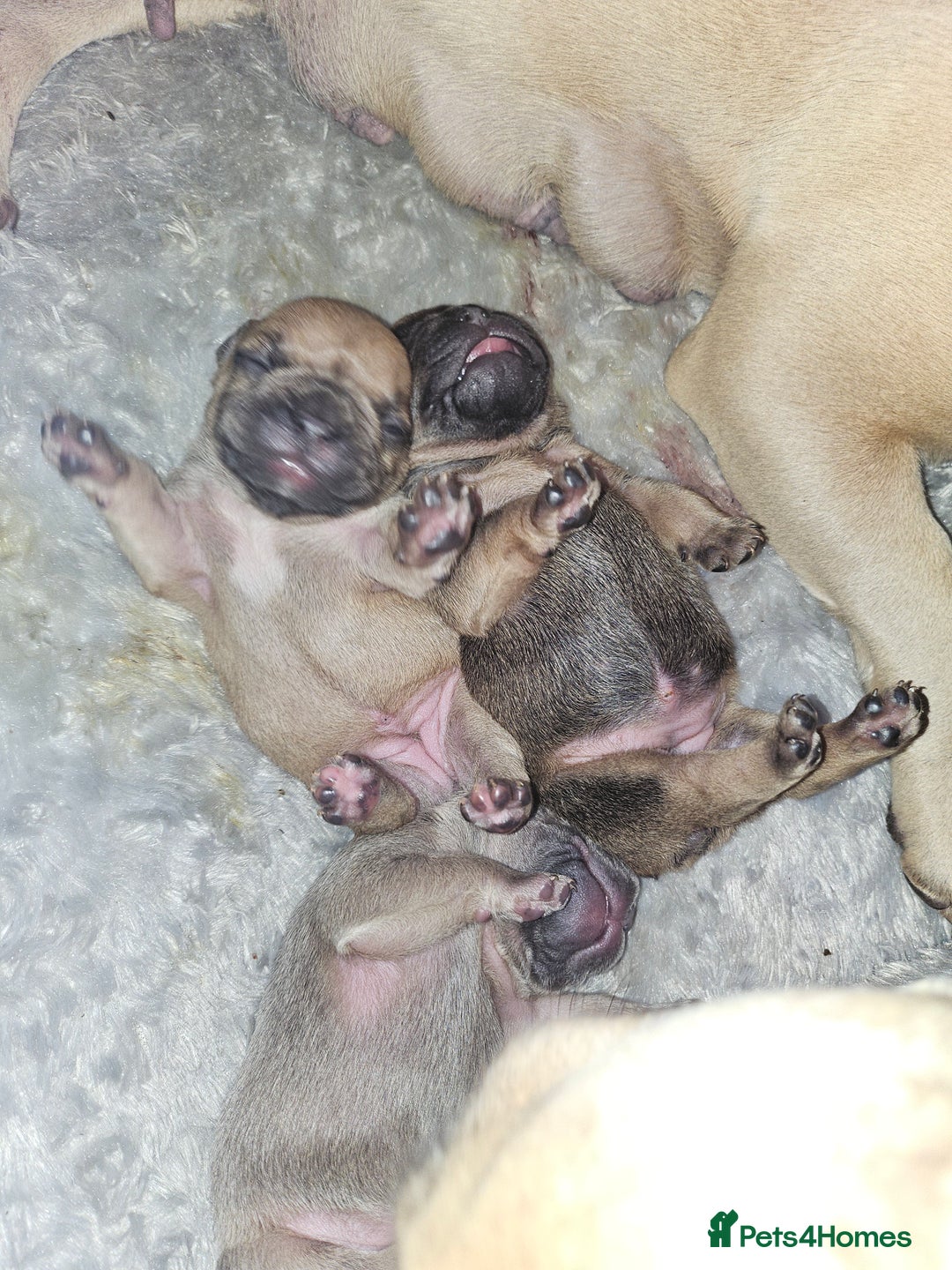 French Bulldog dogs for sale: Gorgeous french bulldogs - Image 11