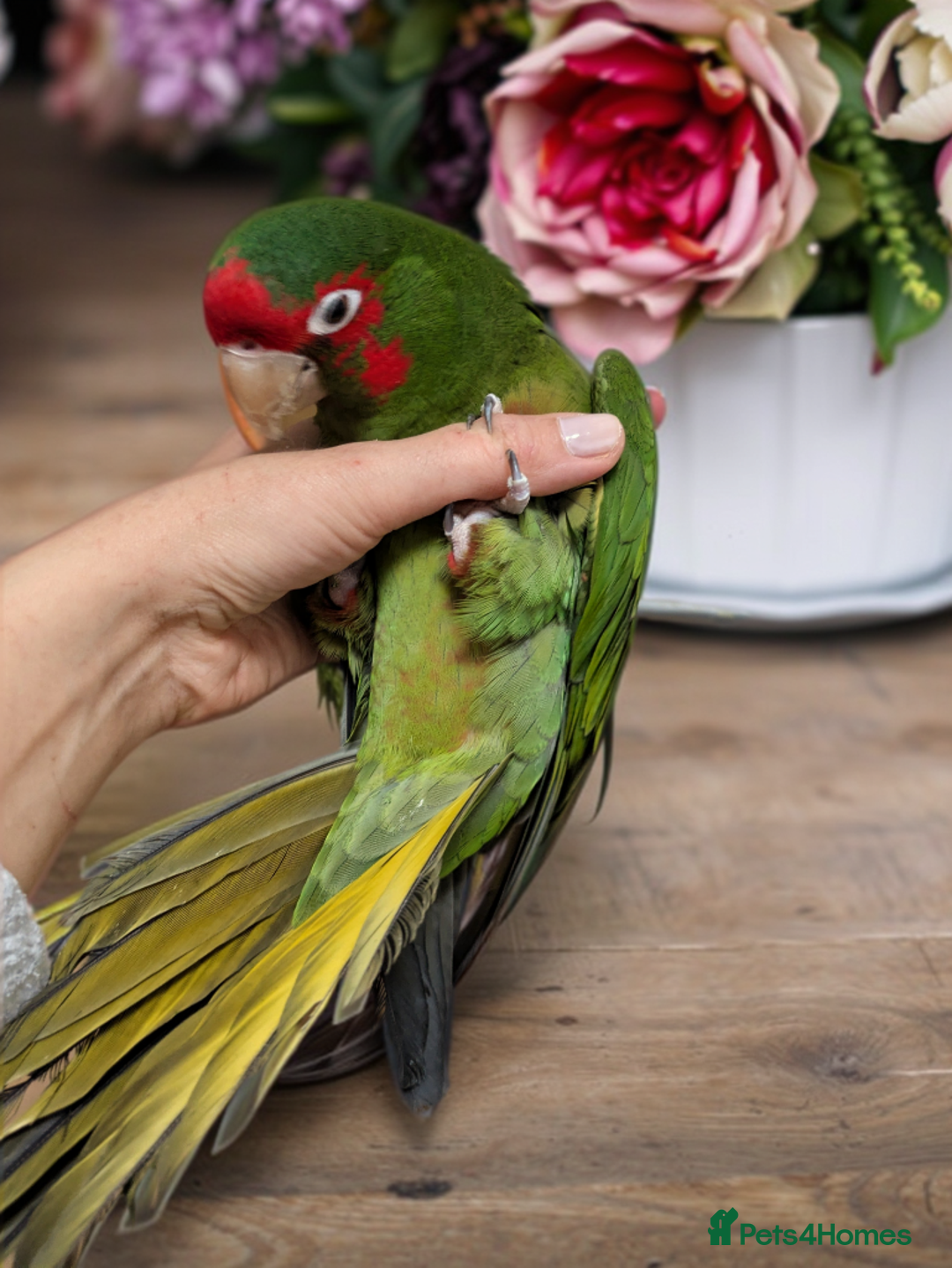 Conures birds for sale: Mitred conure mitred parakeet silly tamed  - Advert 6