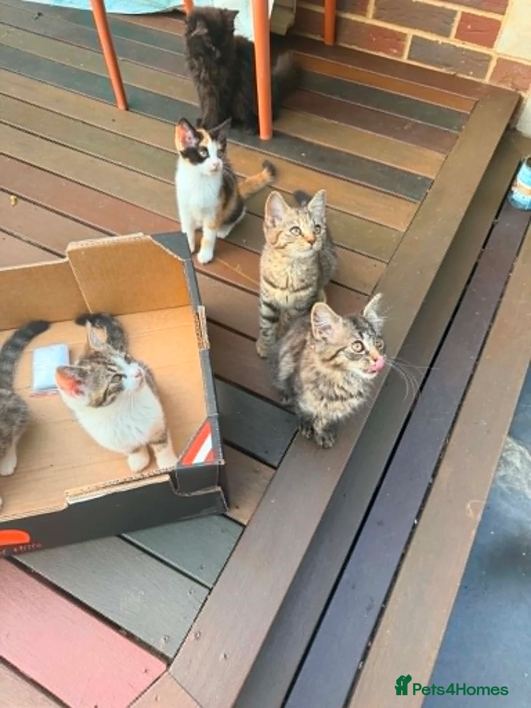 British Shorthair cats for sale: Beautiful British Shorthair Kittens – £300 for 2! - Advert 1