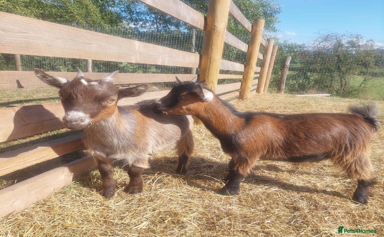 Goats livestock - Advert 4