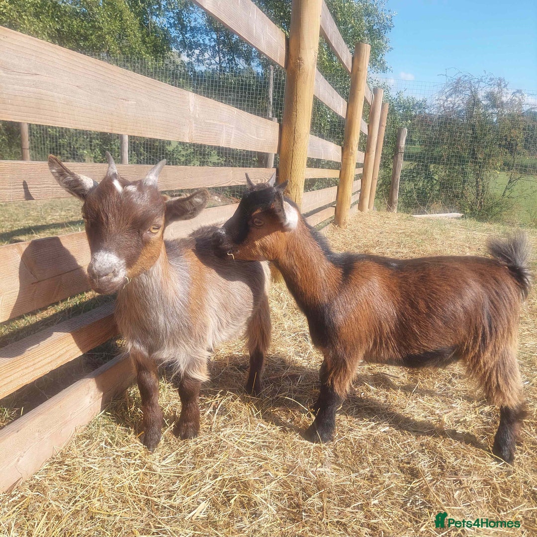 Goats livestock for sale: Pygmy Goat Nanny Kids x2 - Image 1
