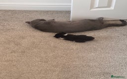 Mixed Breed cats for sale: 🐾 Half British Shorthair Kittens Available! 🐾 - Image 22
