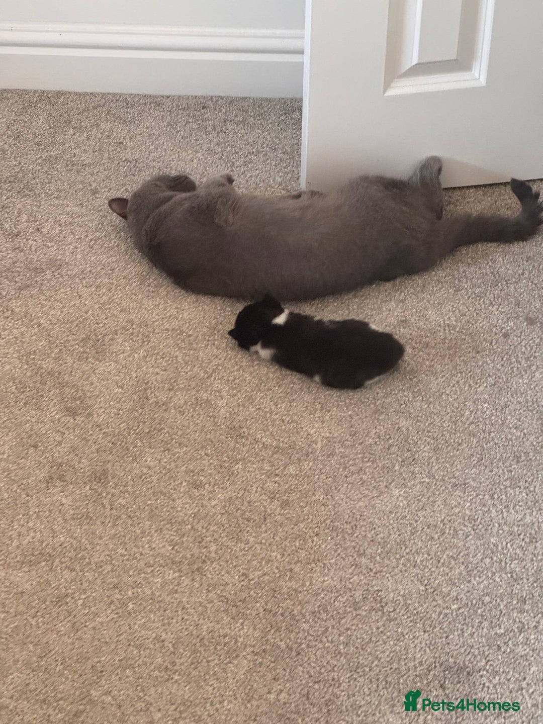 Mixed Breed cats for sale: 🐾 Half British Shorthair Kittens Available! 🐾 - Image 22