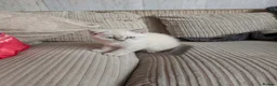 British Shorthair cats for sale: British Shorthair ready now!  - Advert 14