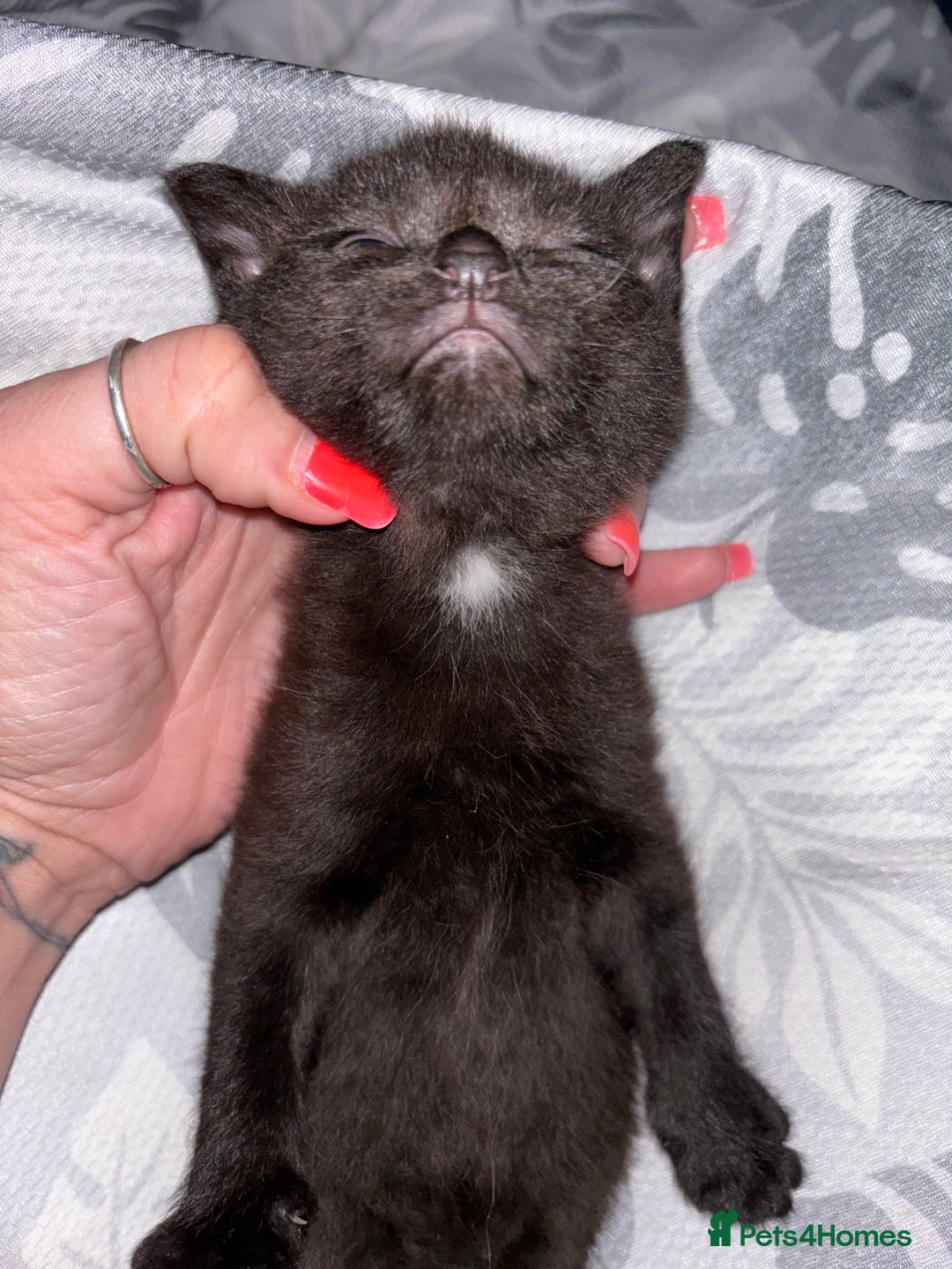 Mixed Breed cats for sale: Sphynx cross kittens - Image 7