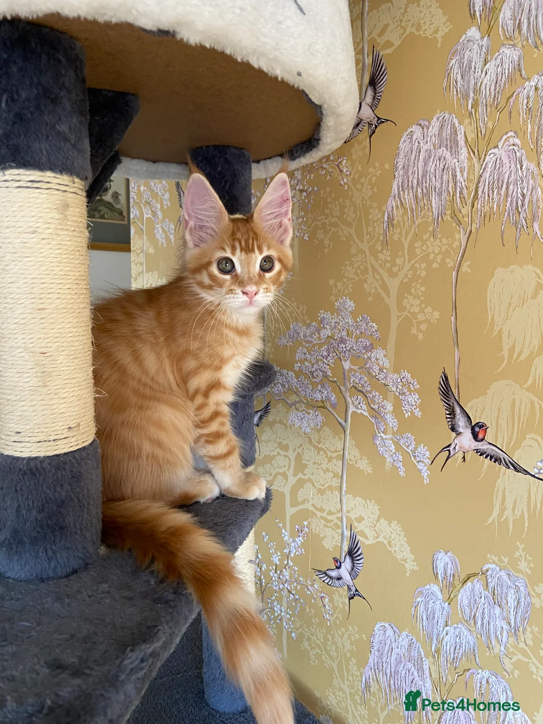 Maine Coon cats for sale: GCCF registered Dog 🐶 Friendly  - Advert 16