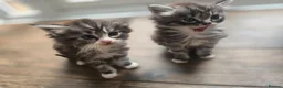 Maine Coon cats for sale: Maine Coon x Ragdoll - Advert 5