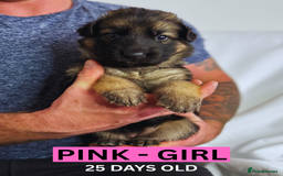 German Shepherd dogs for sale: Beautiful German Shepherd Puppies - Image 12