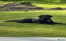Labrador Retriever dogs for sale: KC Reg Pups, Excellent Pedigree, Ready This Week - Image 14
