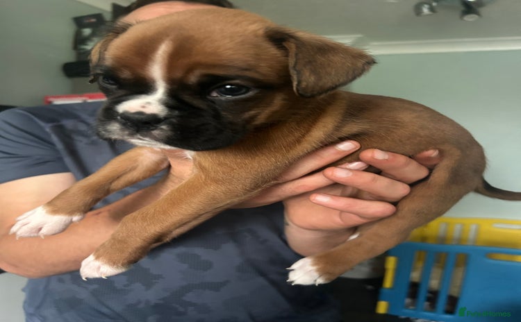 Boxer dogs - Advert 1