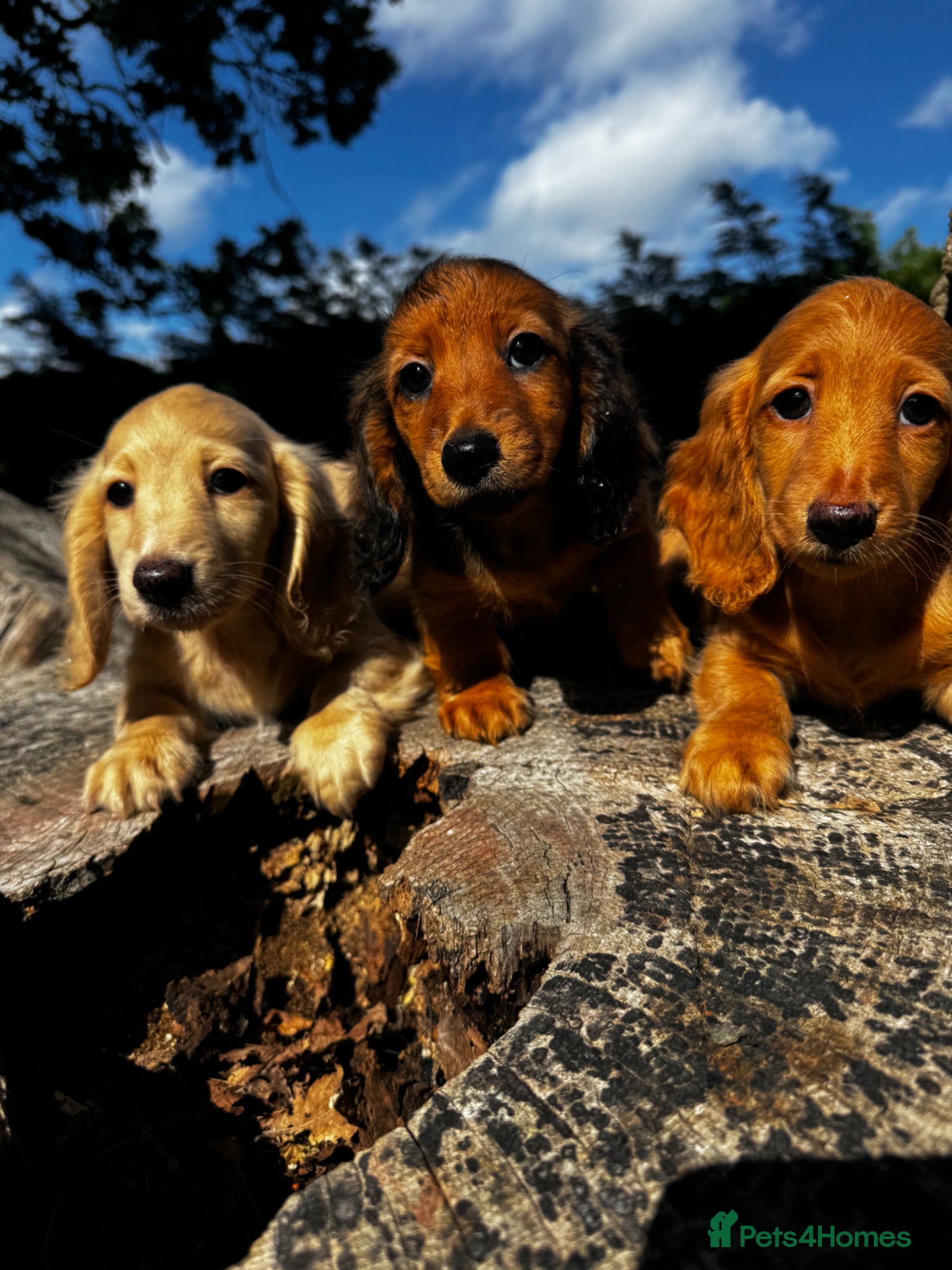 Miniature Dachshund dogs Miniature longhaired Dachshunds kc reg PRA clear - Advert 1