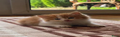 Simba