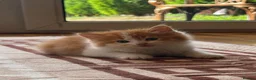 Mixed Breed cats for sale: Beautiful Long Haired Kittens  in Northampton - Advert 2
