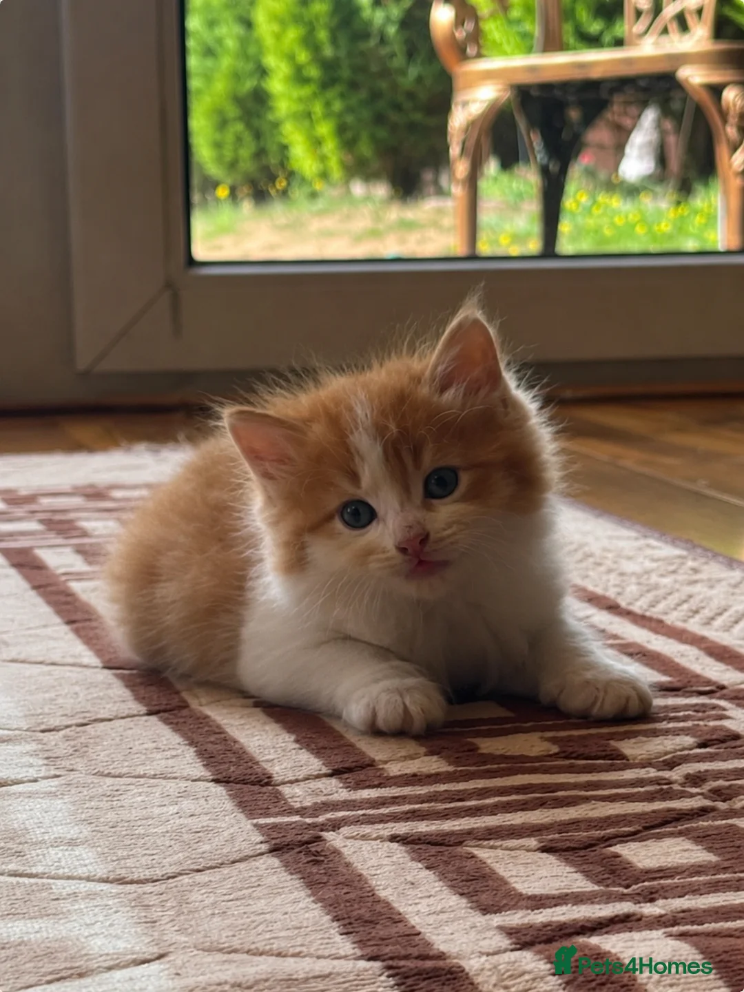 Mixed Breed cats for sale: Beautiful Long Haired Kittens  in Northampton - Advert 2