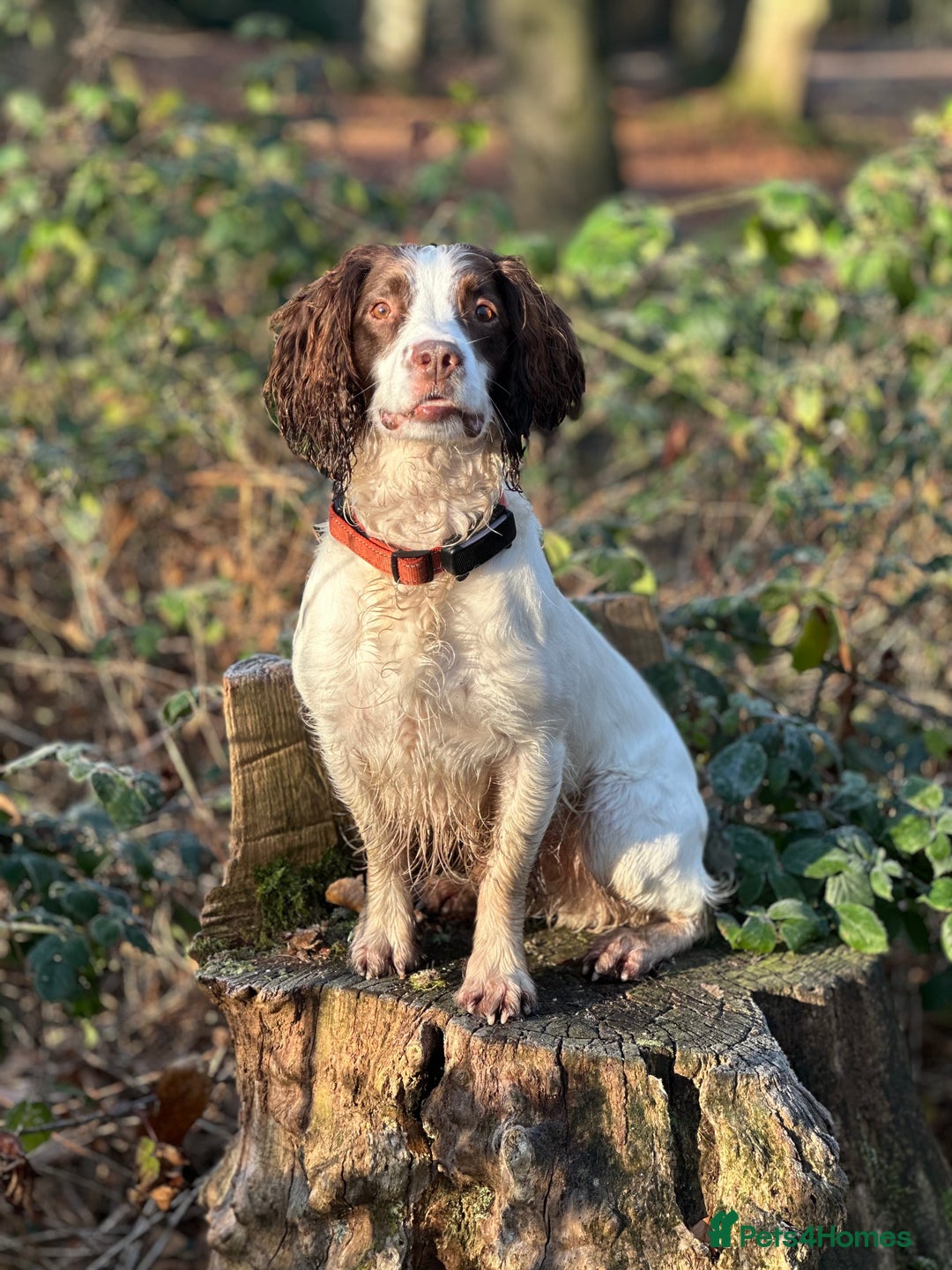 English Springer Spaniel dogs for stud: Jerry - KC Registered English Springer Spaniel  - Advert 2