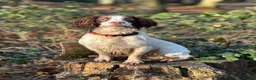 English Springer Spaniel dogs for stud: Jerry - KC Registered English Springer Spaniel  - Advert 2