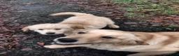 Golden Retriever dogs for sale: Golden retriever  - Advert 9