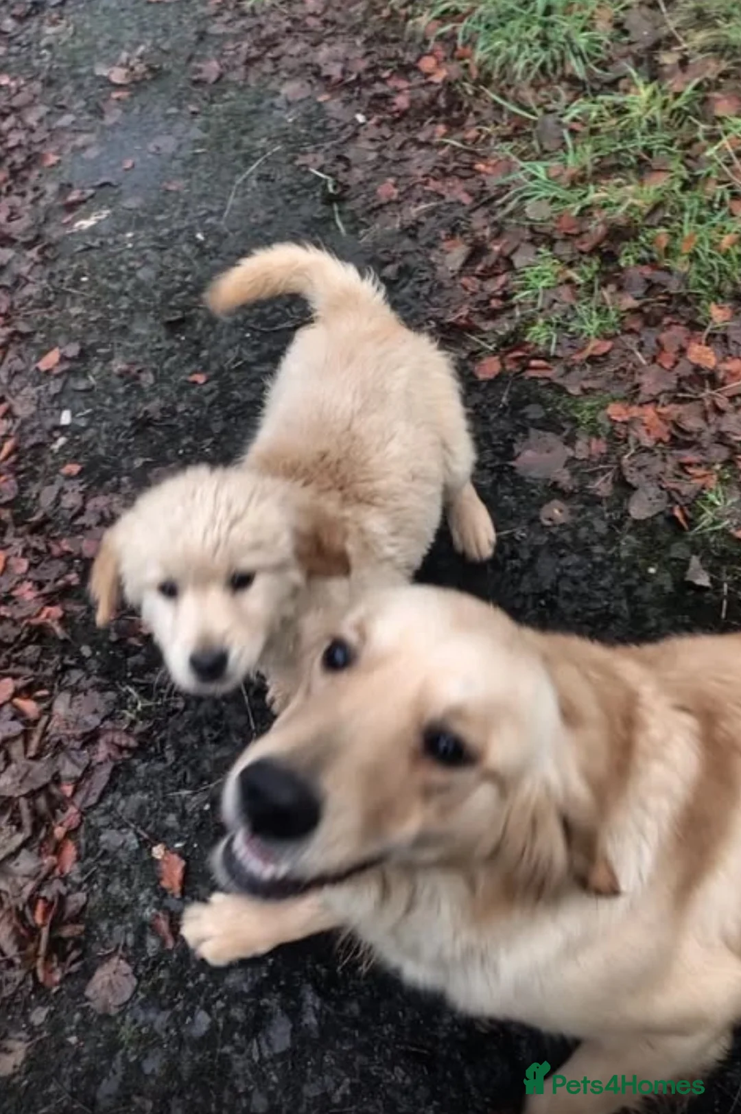 Golden Retriever dogs for sale: Golden retriever  - Advert 9