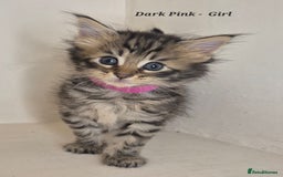 Maine Coon cats for sale: Maine Coon x siberian - Image 1