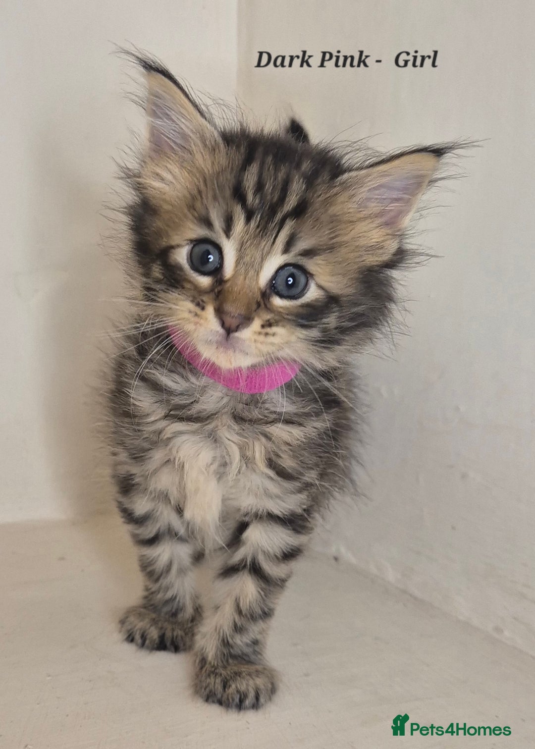 Maine Coon cats for sale: Maine Coon x siberian - Image 1