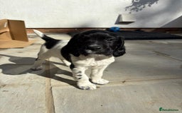 English Springer Spaniel dogs for sale: KC Reg English Springer Spaniel puppies - Image 4