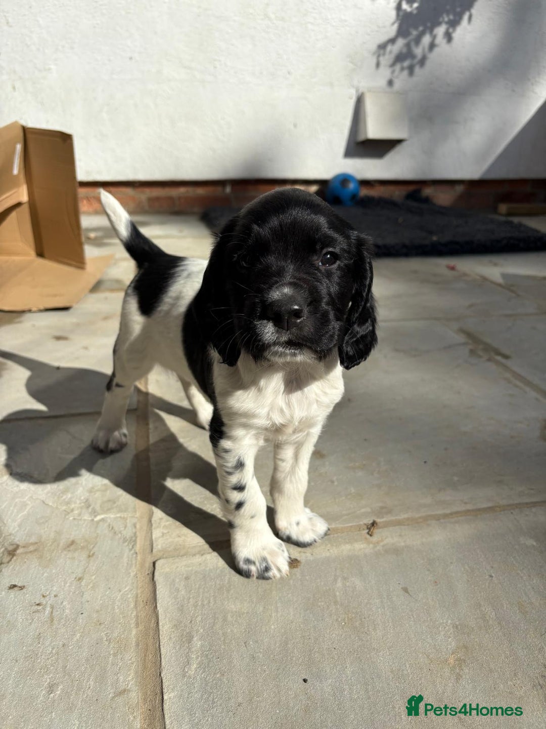 English Springer Spaniel dogs for sale: KC Reg English Springer Spaniel puppies - Image 4