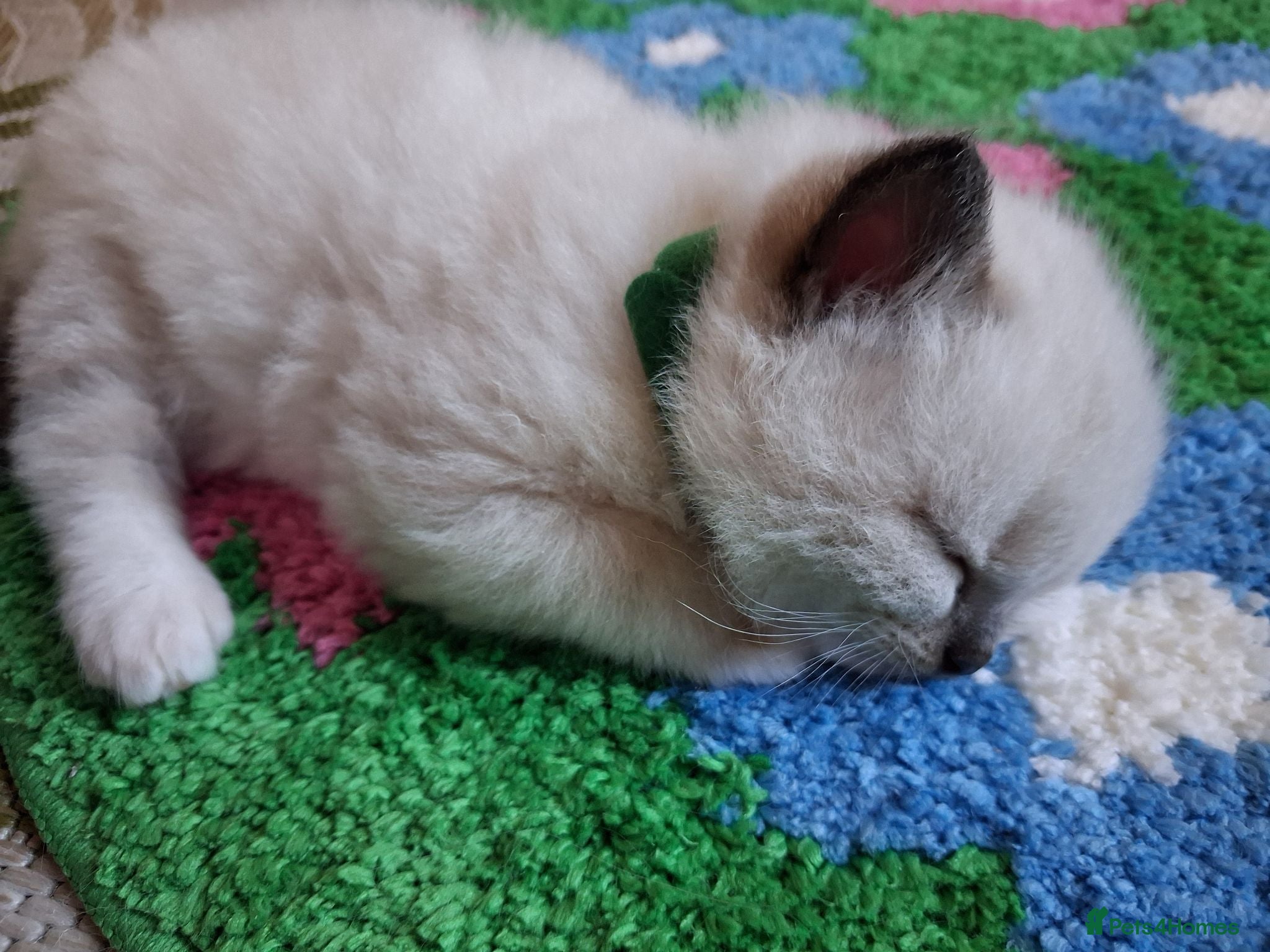 Ragdoll cats Stunning Ragdoll Kittens - 4 weeks old - Advert 20