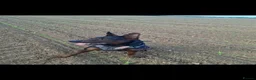 Chinese Red Dog dogs for sale: Chinese Red Dog for sale with heavy heart 💔 - Advert 26