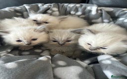 Ragdoll cats for sale: Beautiful Ragdoll kittens  - Image 1