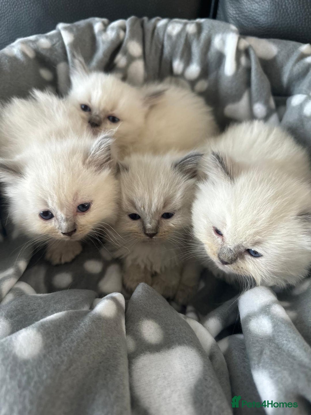 Ragdoll cats for sale: Beautiful Ragdoll kittens  - Image 1