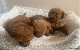 Cockapoo dogs for sale: F1B Red Cockapoo Puppies Available Now - Image 6