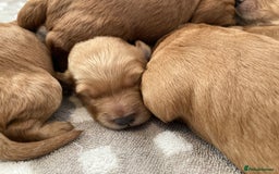 Goldendoodle dogs for sale: F1 Miniature Goldendoodle's 100% DNA Health-Tested - Image 9