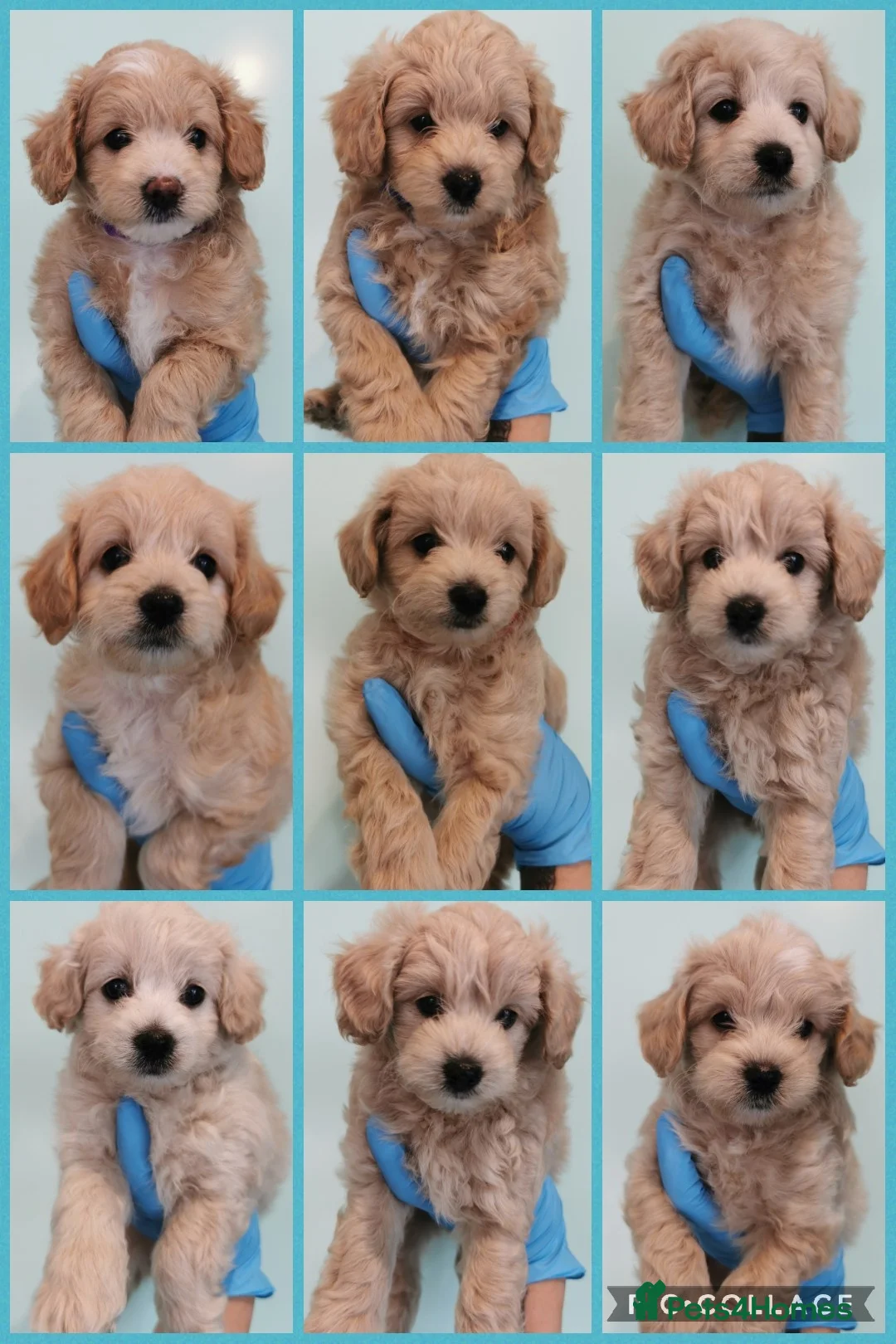 Toy Poodle dogs for stud: Teddy - Choc Phantom Covered in Cream Carrys Parti in Eastleigh - Advert 5