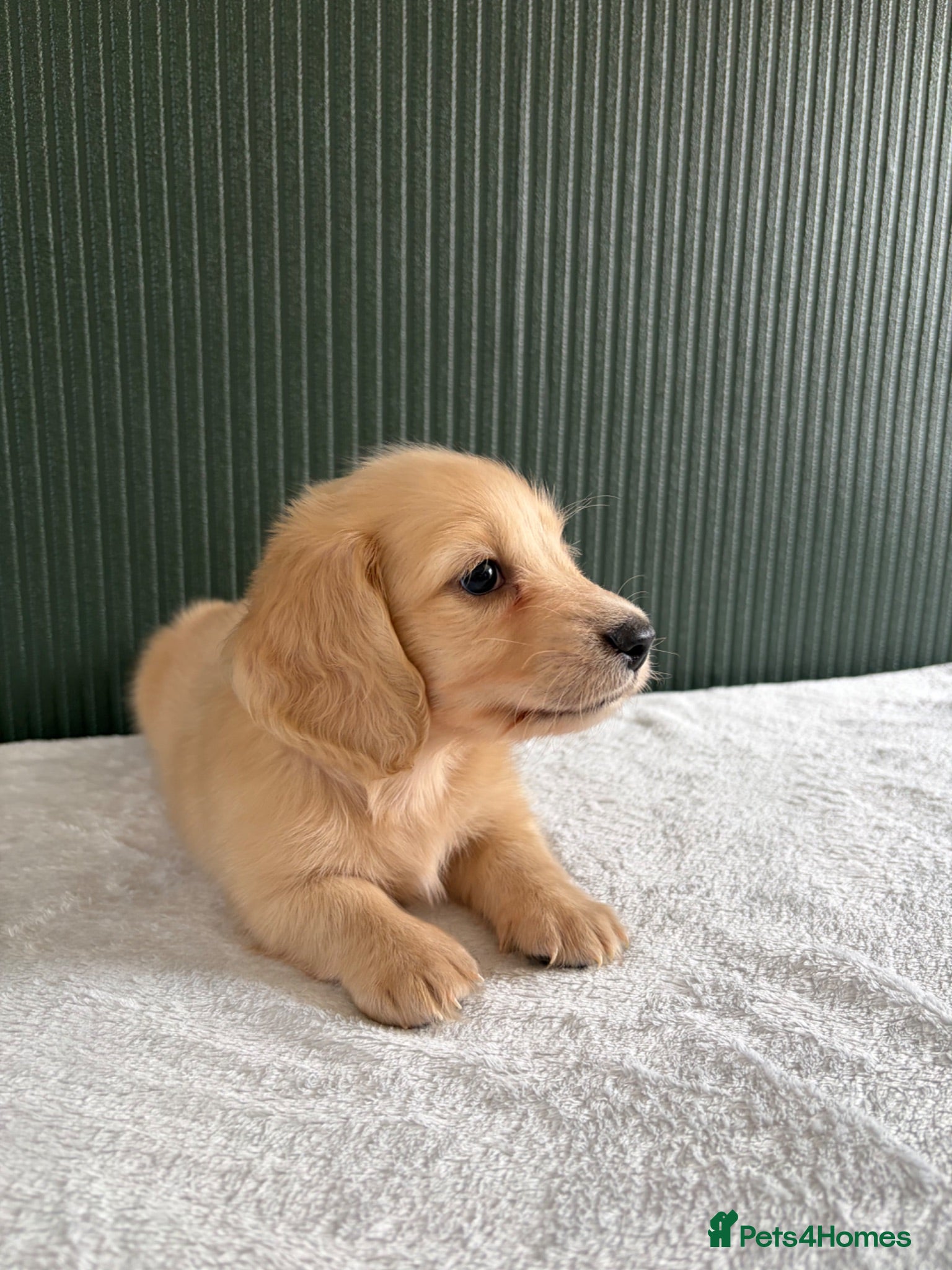 Miniature Dachshund dogs Cream Longhair Miniature Dachshund  - Advert 1
