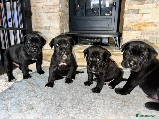 Cane Corso dogs - Advert 3