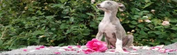 Whippet dogs for sale: Brindle whippets  in Holyhead - Advert 4