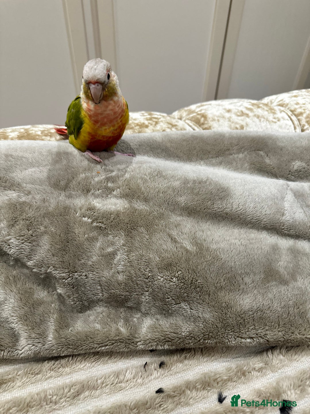 Conures birds for sale: Pineapple concure fully tamed parrot  - Advert 5