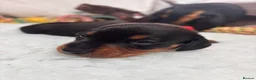 Miniature Dachshund dogs for sale: 4 male smooth hair miniature dachshund  - Advert 29