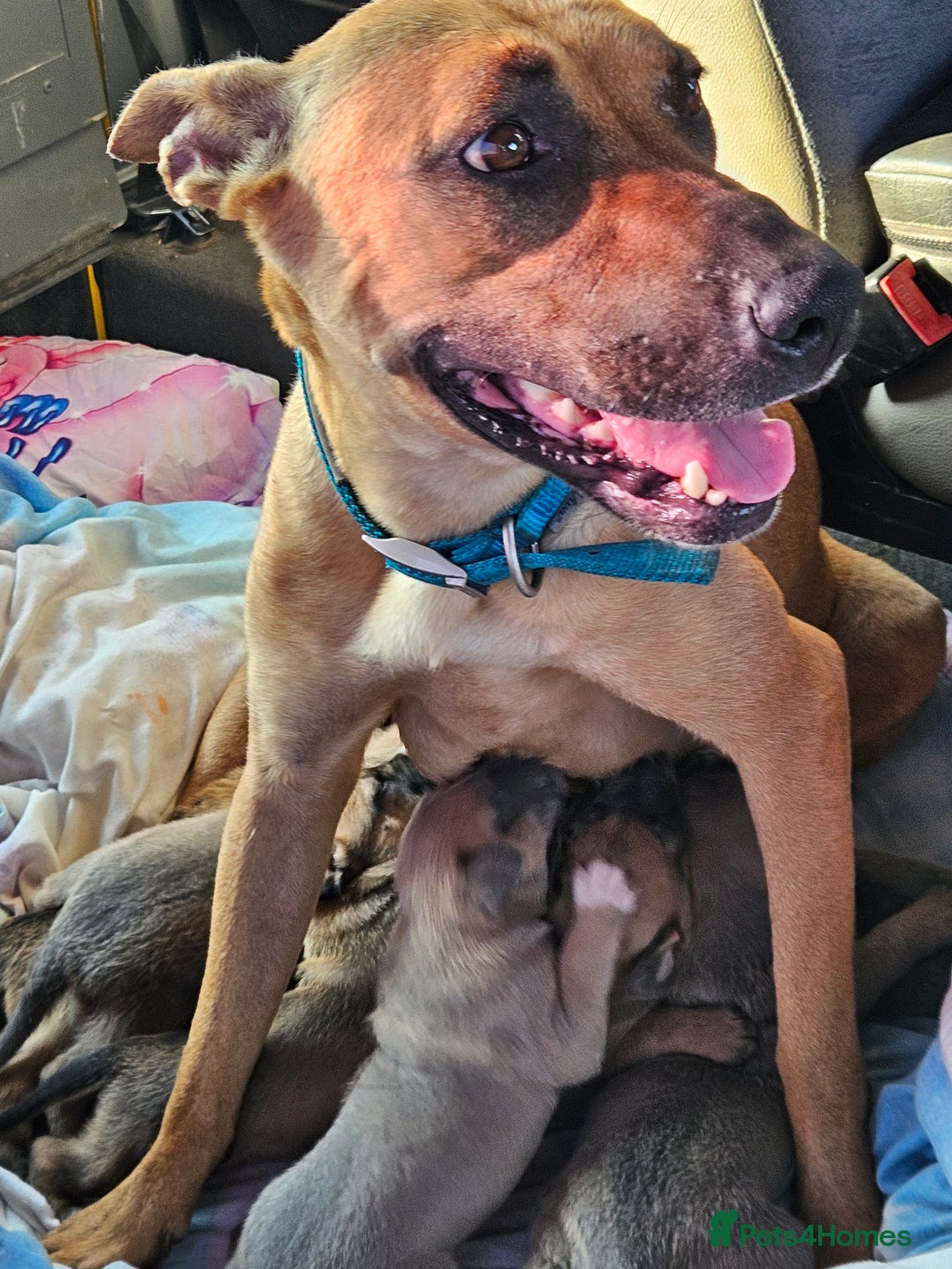 Mixed Breed dogs for sale: Belgian malinois/ border collie  - Image 29