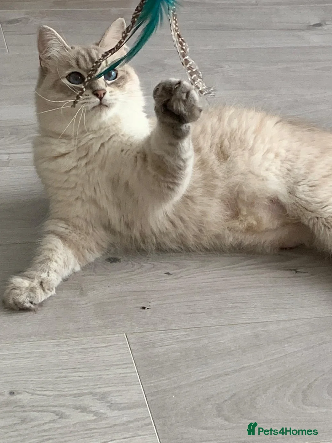 Siberian cats for sale: Beautiful Female Siberian Cat - Advert 2