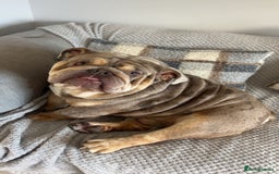 English Bulldog dogs for stud: Teddy bear 🧸 English bulldog stud in Newcastle upon Tyne - Image 4